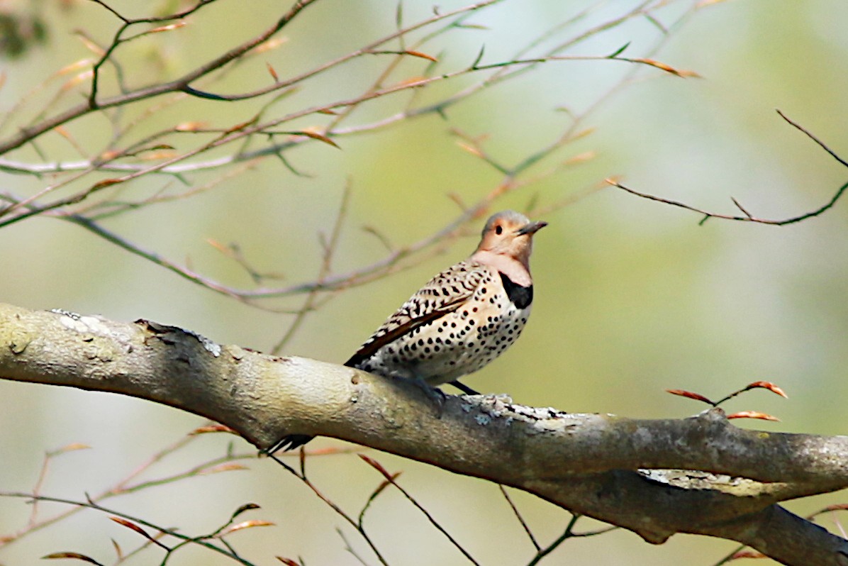 Northern Flicker - ML569111131