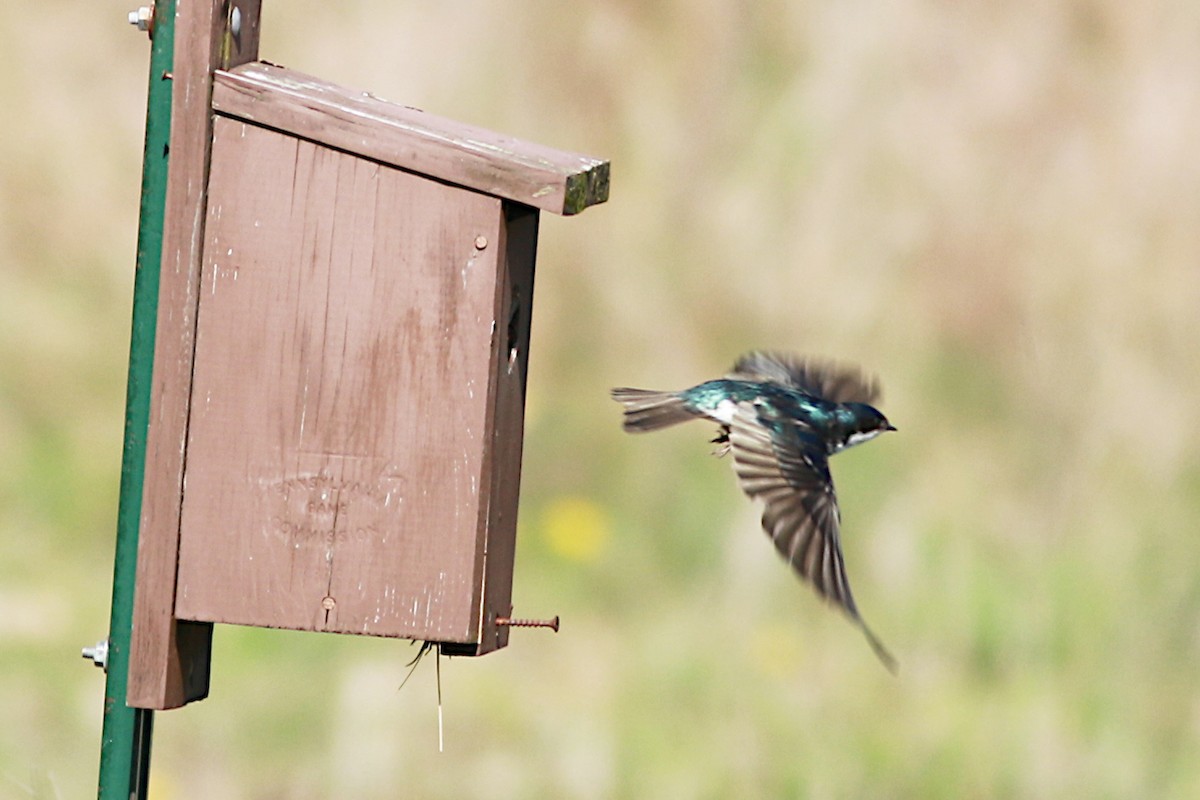 Tree Swallow - ML569111521