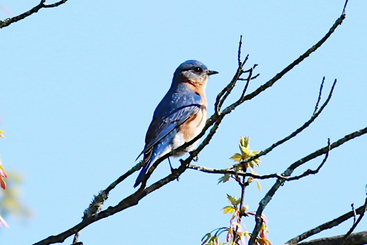 Eastern Bluebird - ML569111691