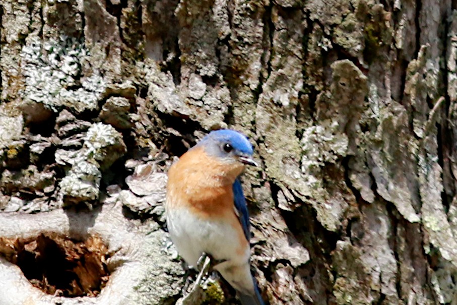 Eastern Bluebird - ML569111701