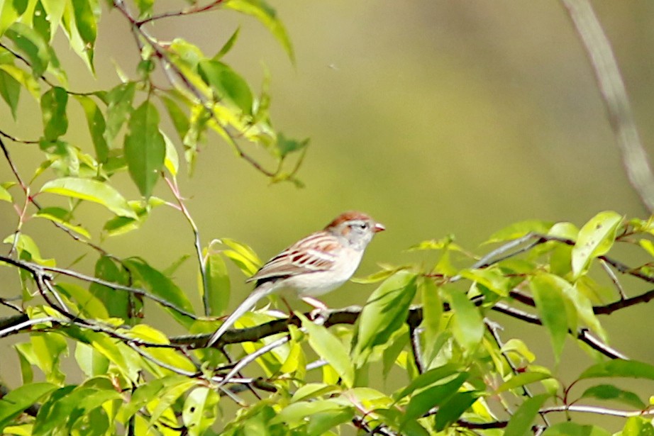 Field Sparrow - ML569111851