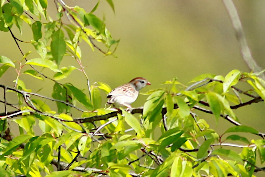 Field Sparrow - ML569111861