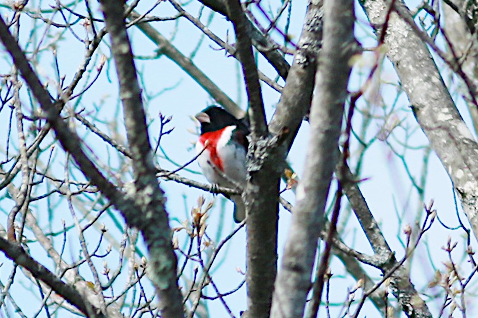 Rose-breasted Grosbeak - ML569112291