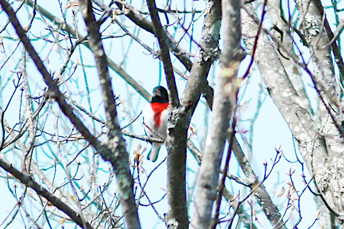 Rose-breasted Grosbeak - ML569112301