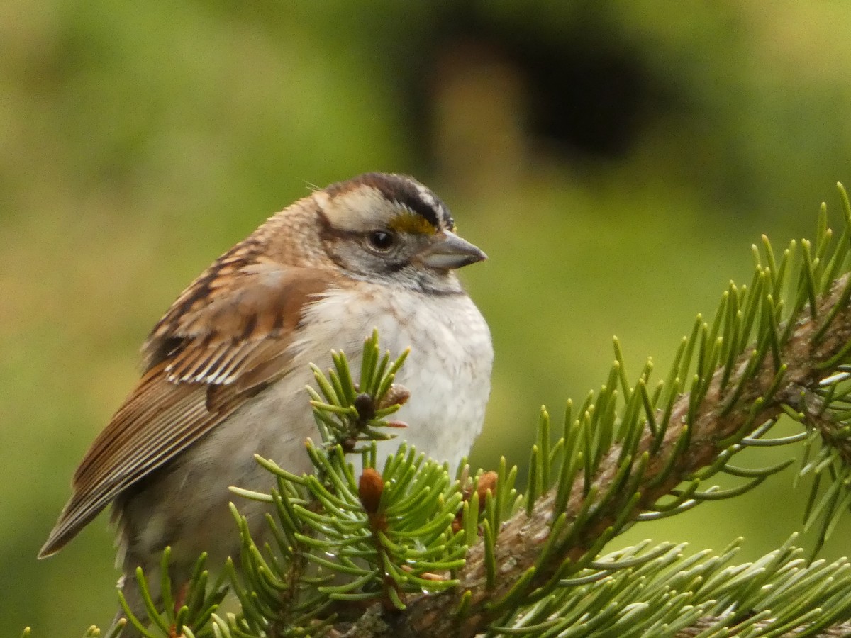 White-throated Sparrow - ML569112541