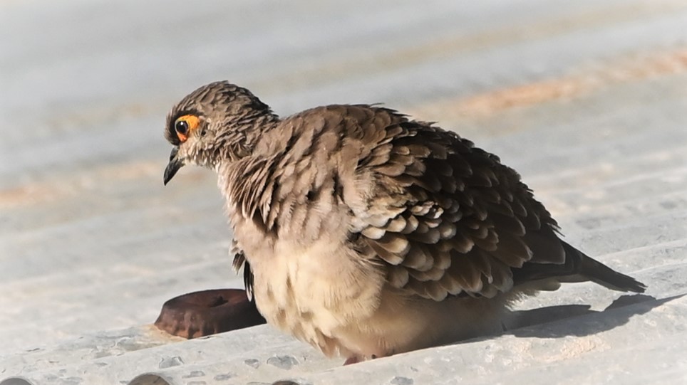 Bare-faced Ground Dove - ML569113561