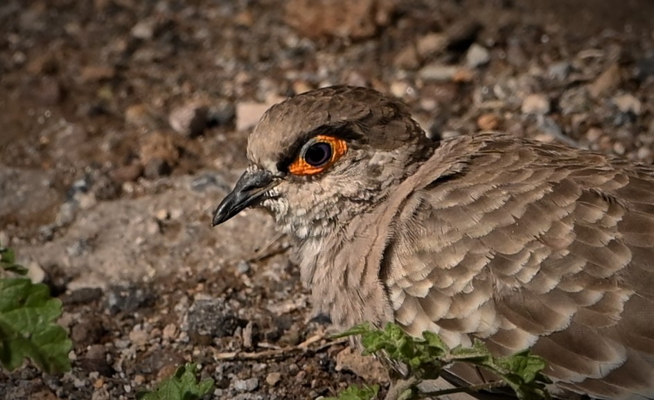 Bare-faced Ground Dove - ML569113581