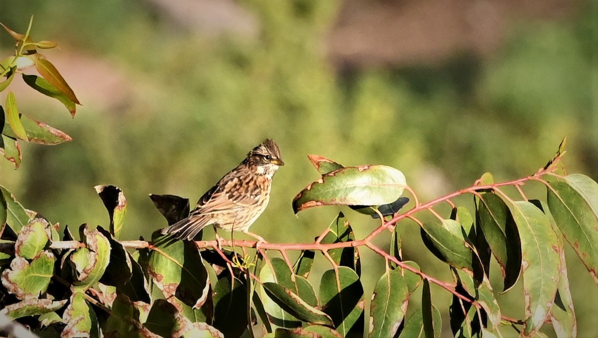 Rufous-collared Sparrow - ML569114461