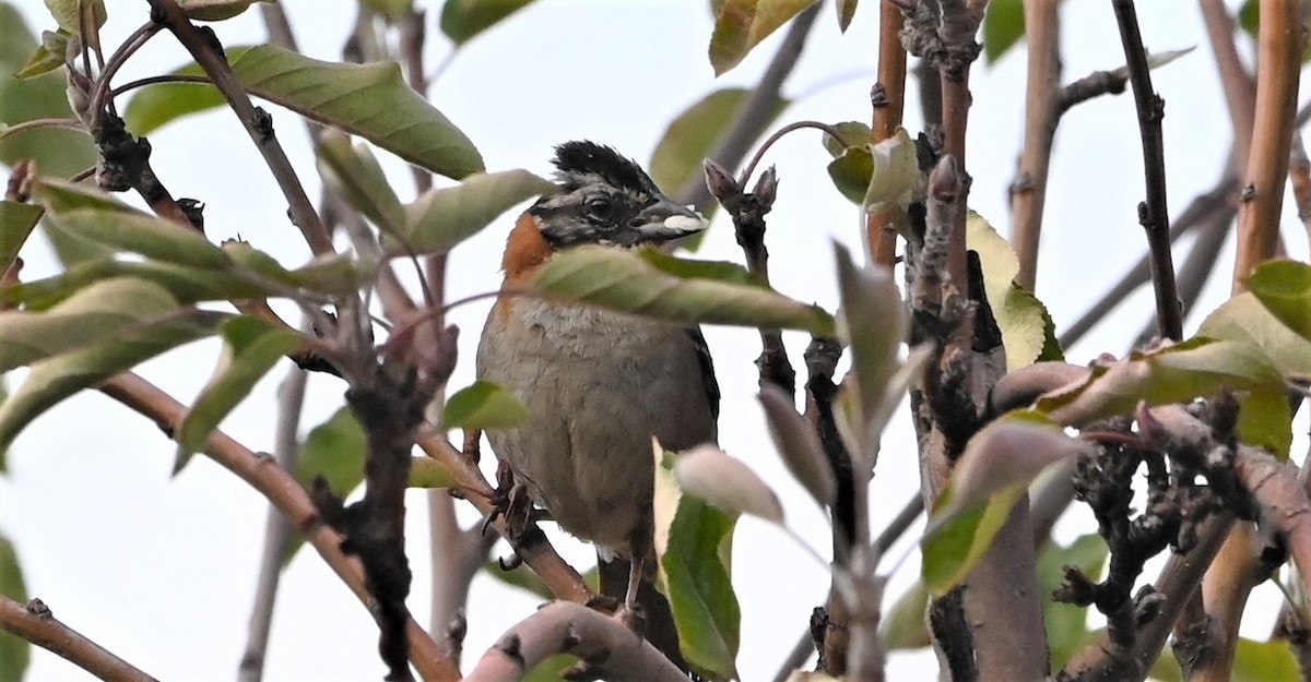 Rufous-collared Sparrow - ML569114471