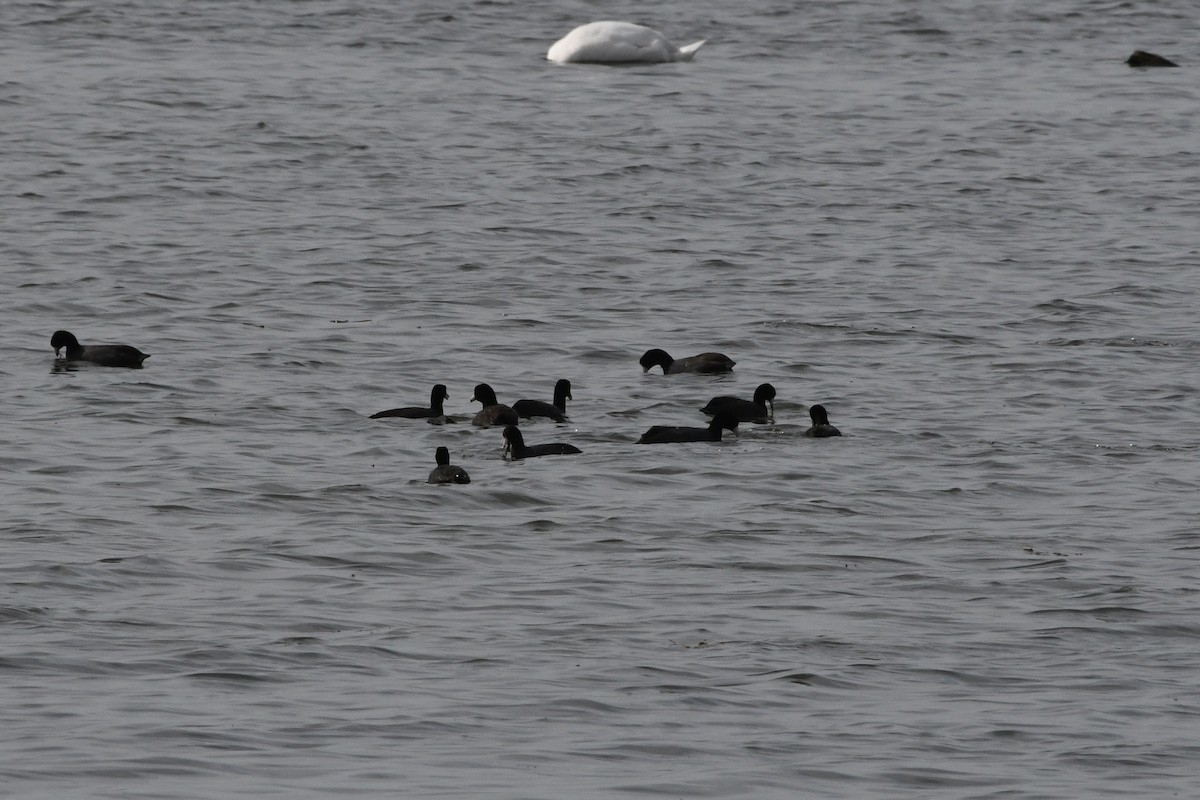 American Coot - ML569114671