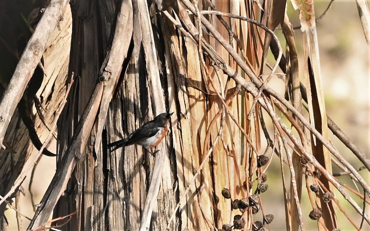 Black-throated Flowerpiercer - ML569114681