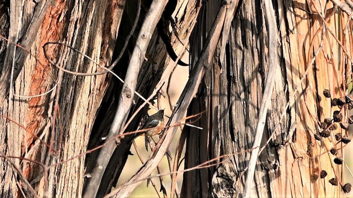 Black-throated Flowerpiercer - ML569114701