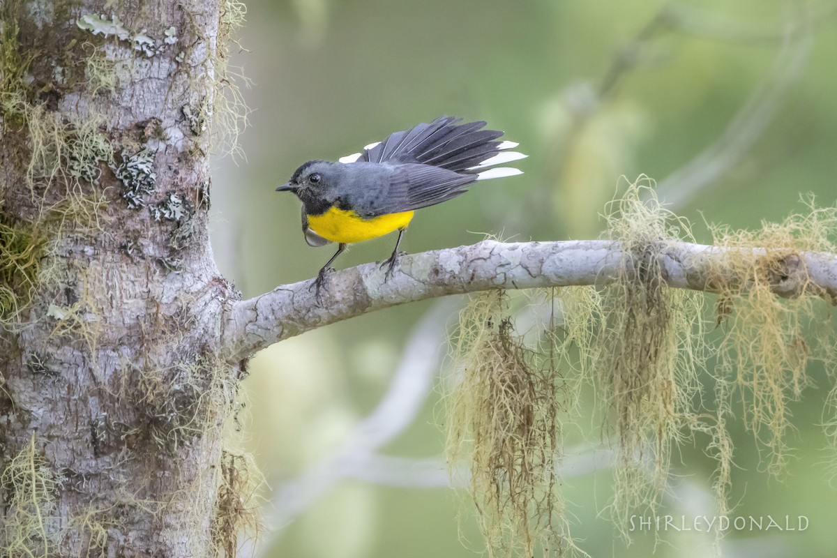 Slate-throated Redstart - ML56911491