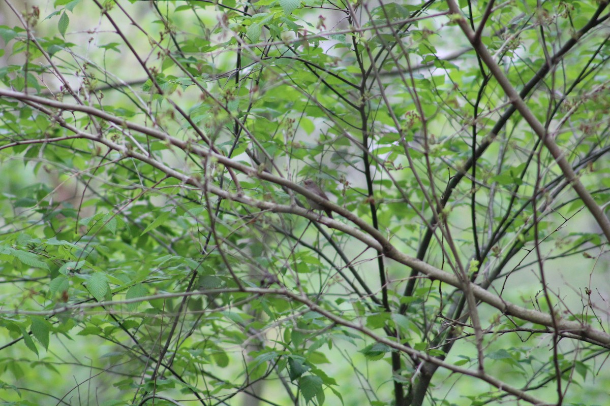 House Wren - ML569115591