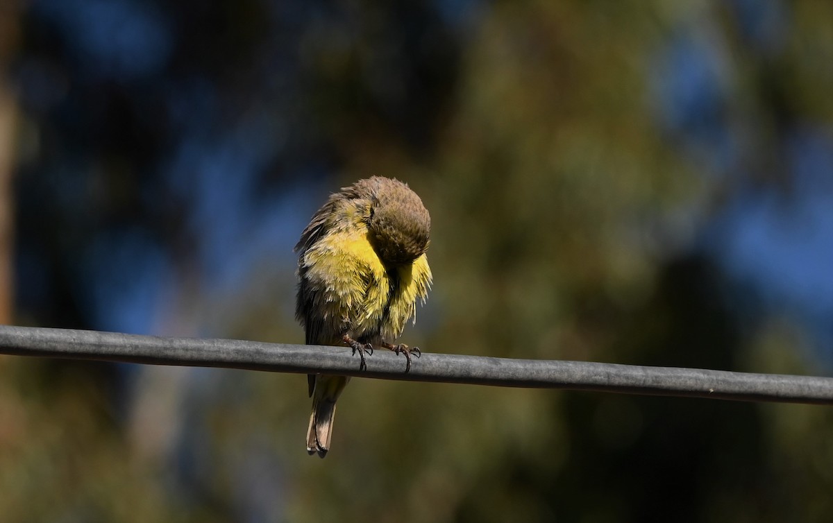 Greenish Yellow-Finch - ML569115691