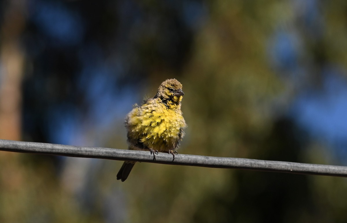 Greenish Yellow-Finch - ML569115701