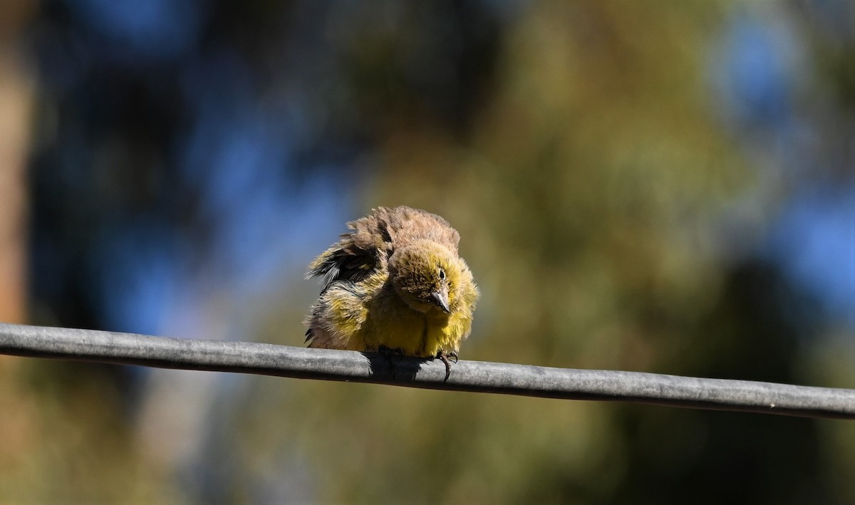 Greenish Yellow-Finch - ML569115711