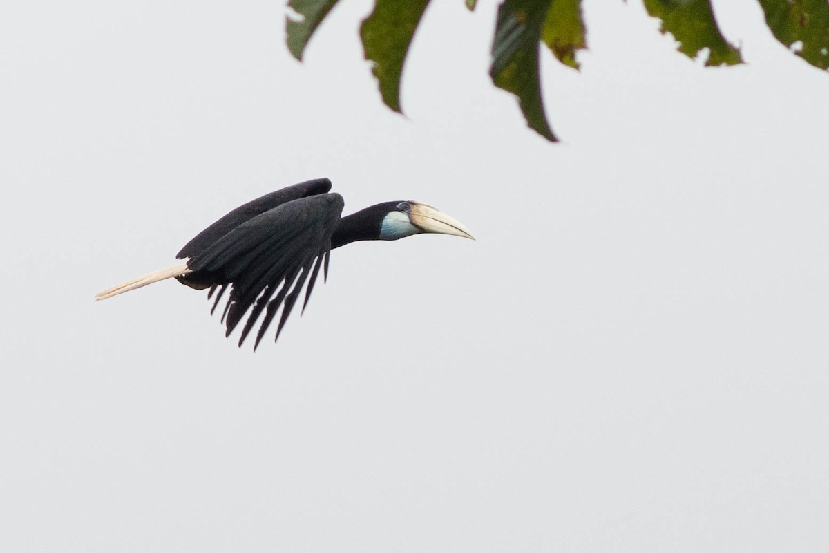 Blyth's Hornbill - ML569115761