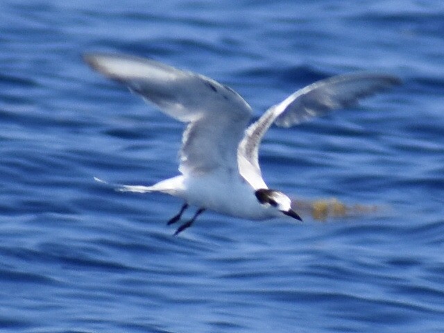 Common Tern - ML569116131