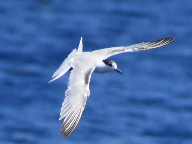 Common Tern - ML569116191