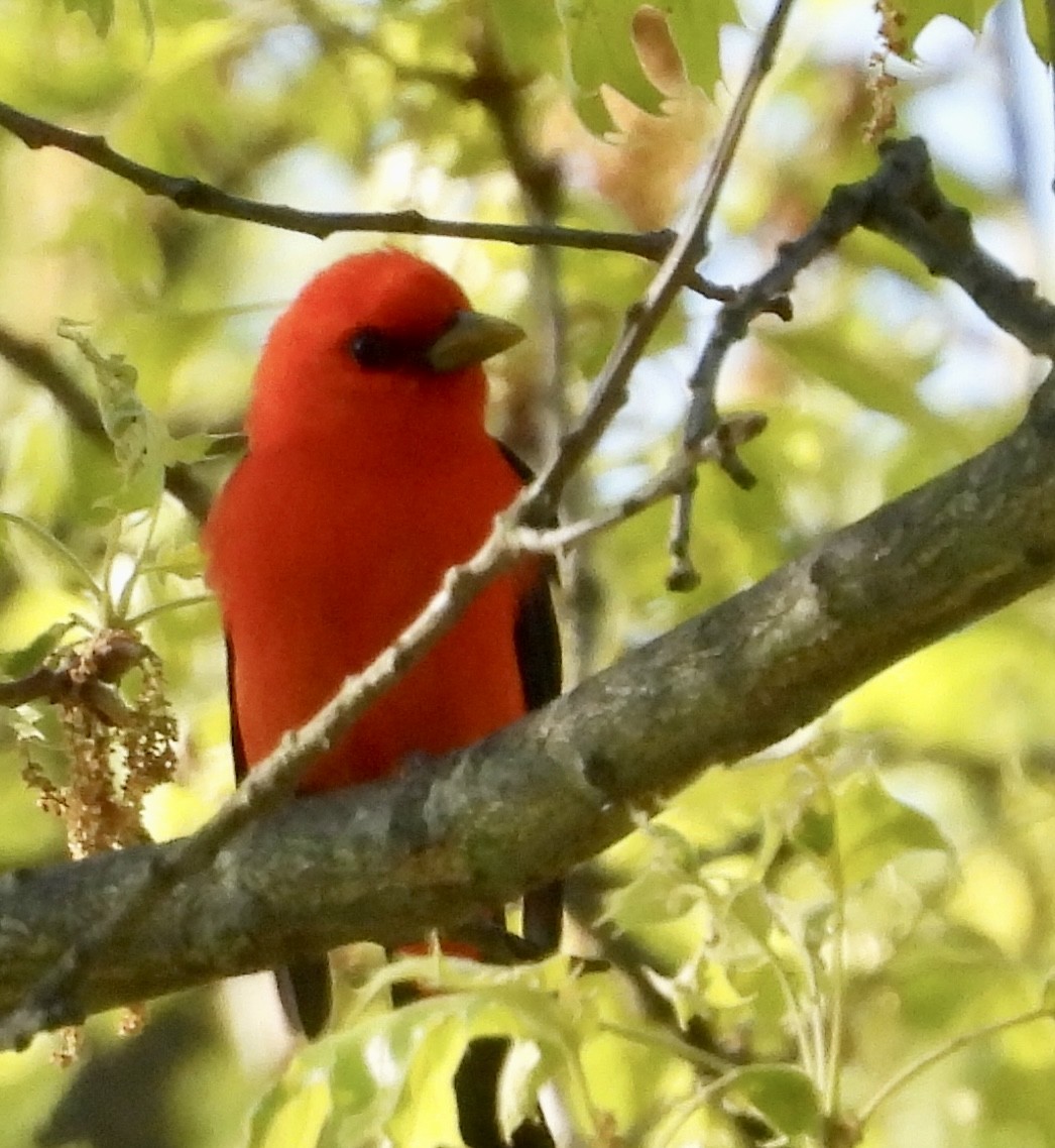 Scarlet Tanager - ML569116741
