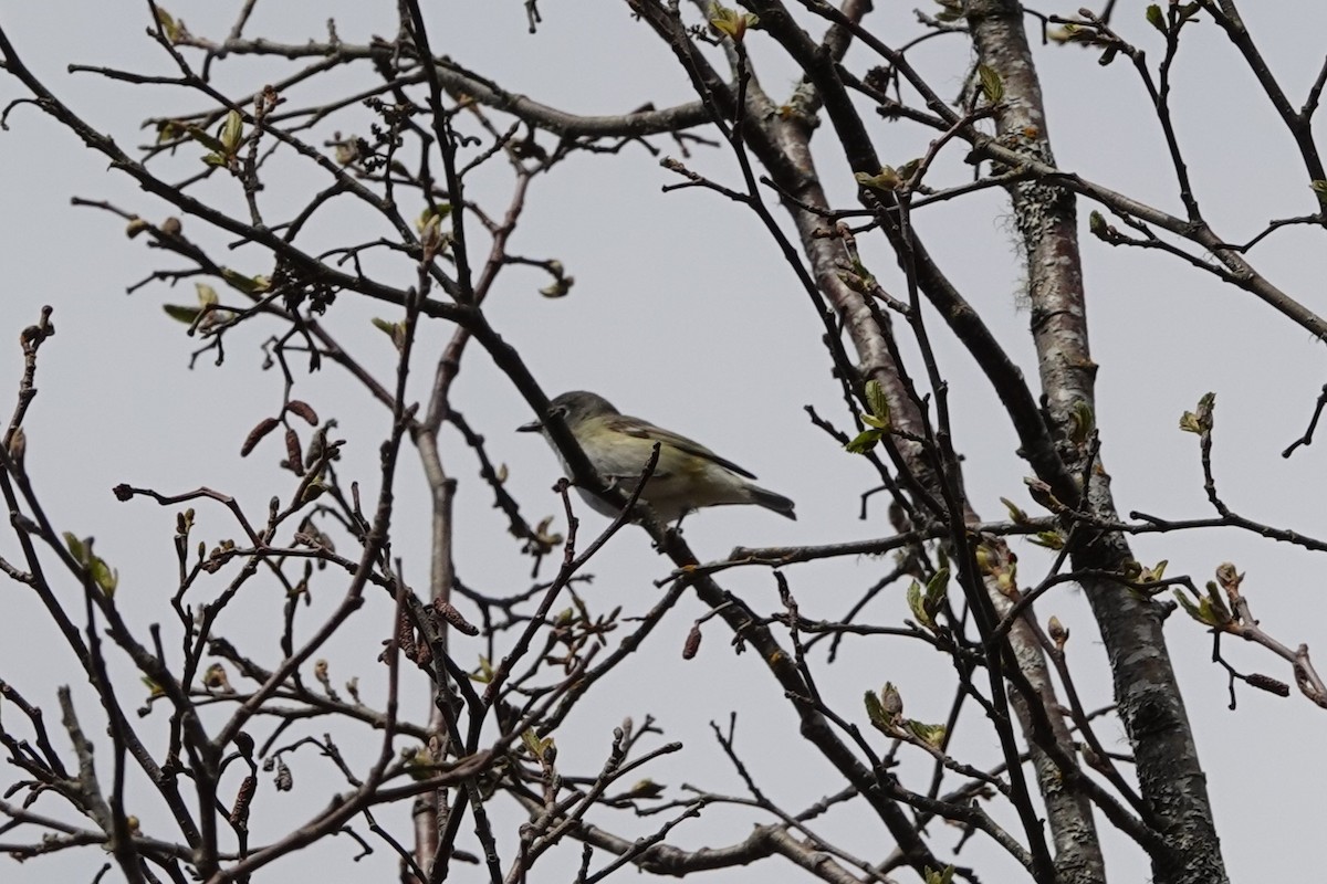 Cassin's Vireo - Patty Rose