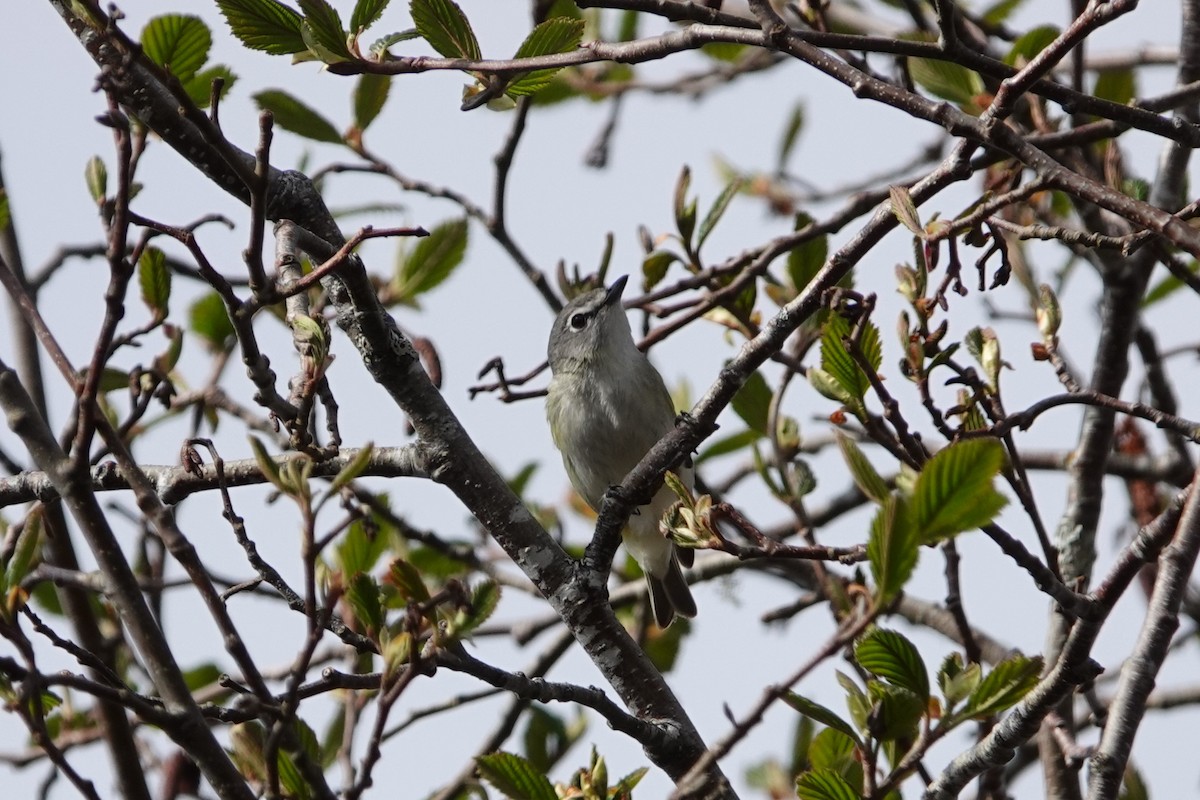 Cassin's Vireo - Patty Rose