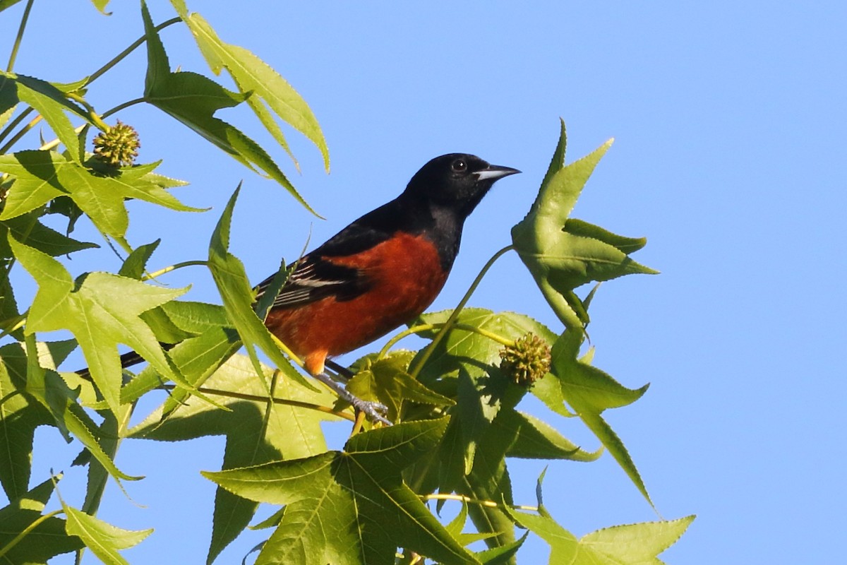 Orchard Oriole - ML569118001