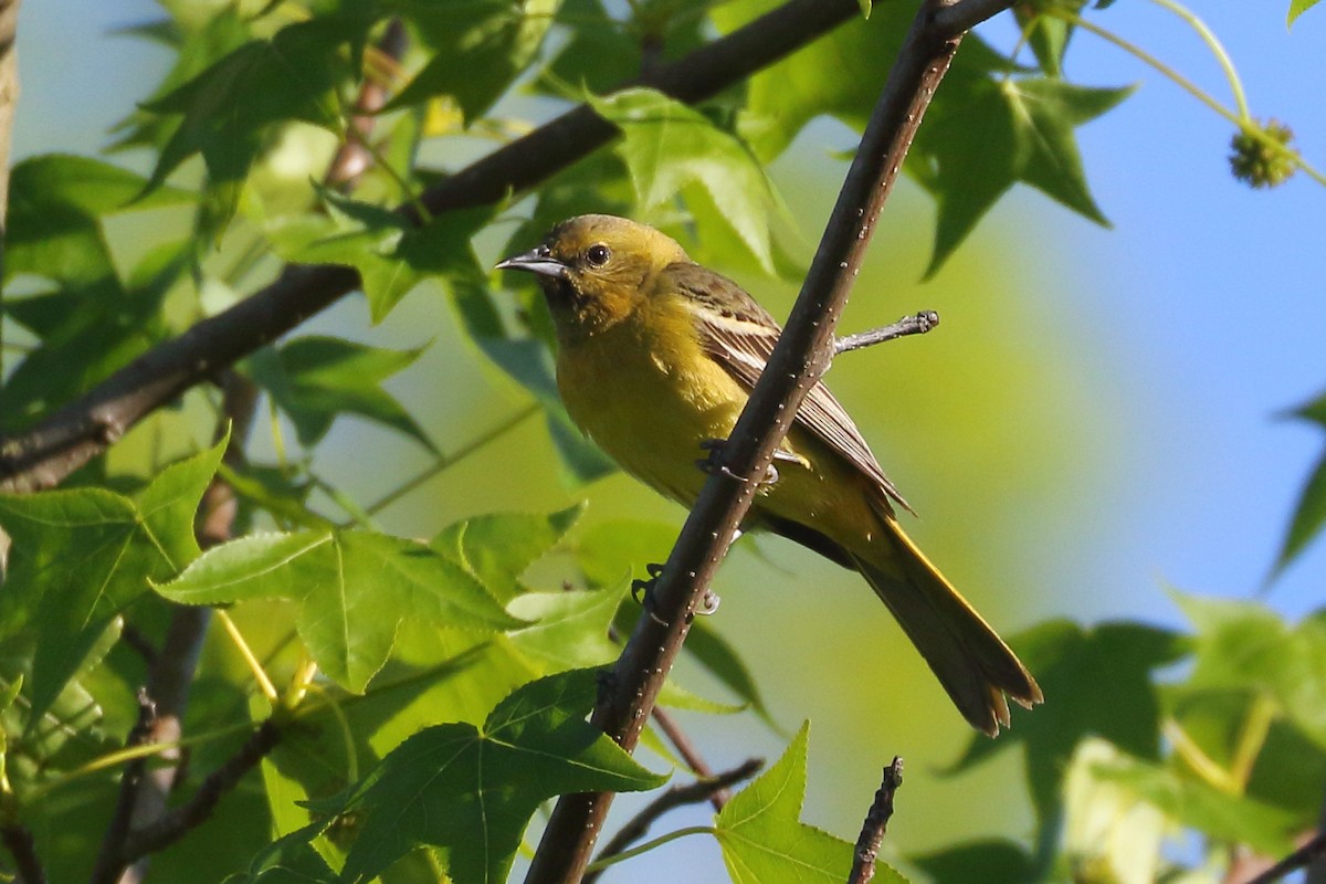 Orchard Oriole - ML569118011