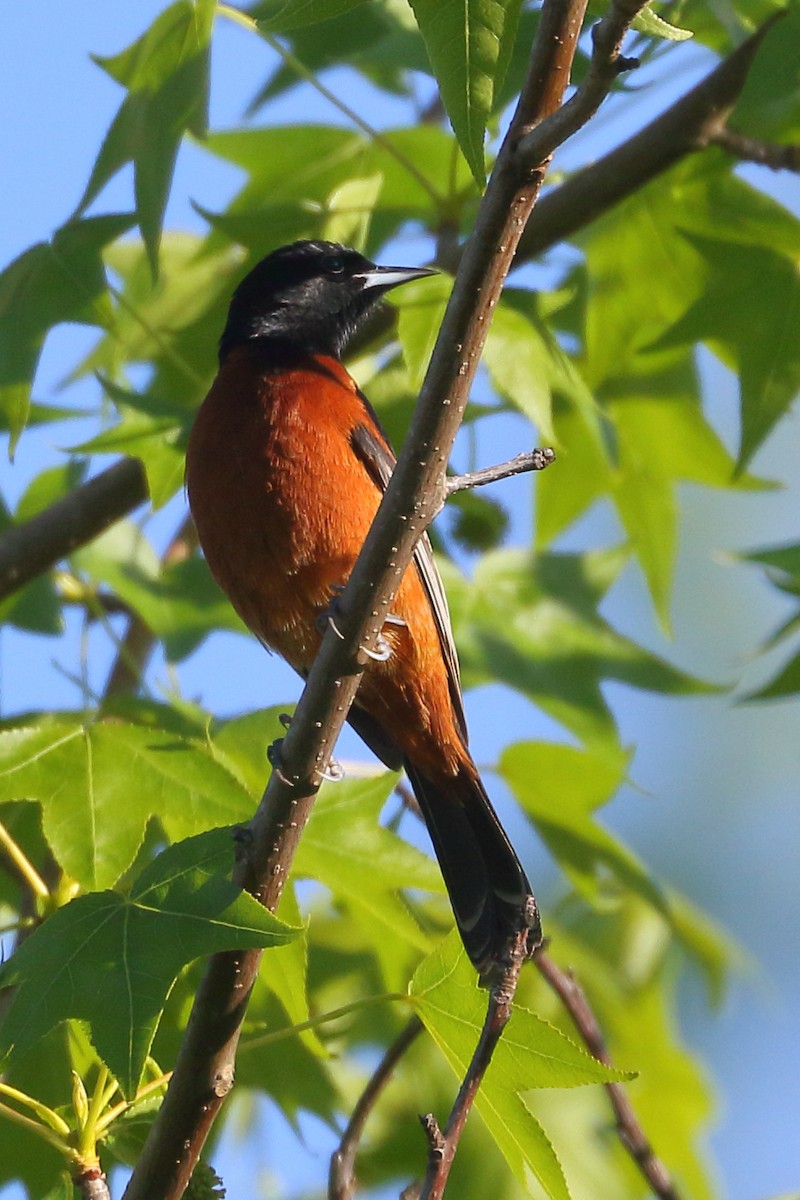 Orchard Oriole - ML569118021
