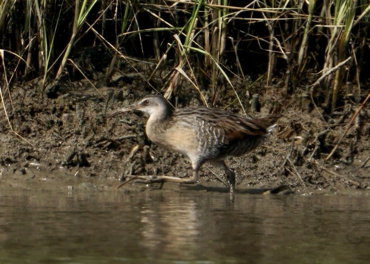 Clapper Rail - Karen Carpenter