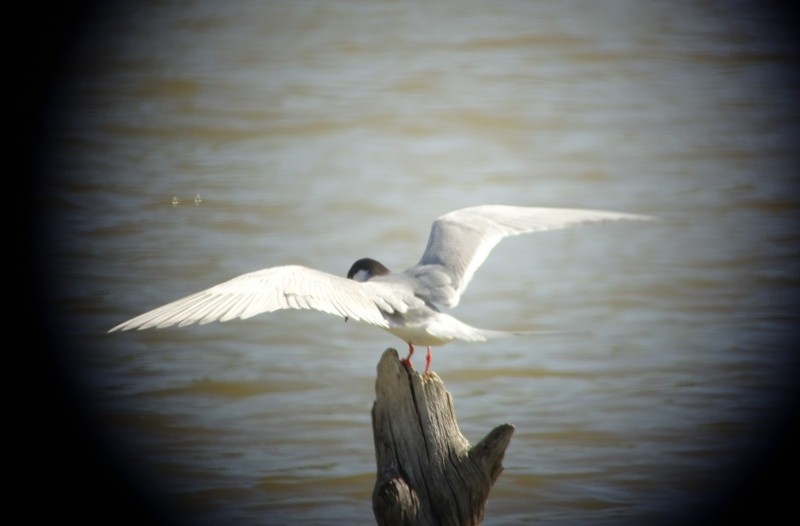 Forster's Tern - Paolo Matteucci