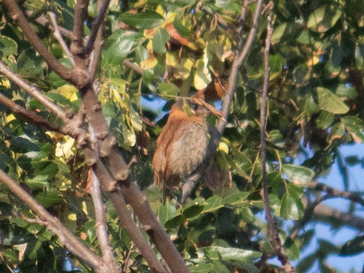 Rufous-capped Spinetail - ML569120941