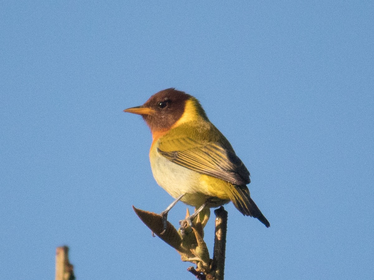 Rufous-headed Tanager - ML569121181