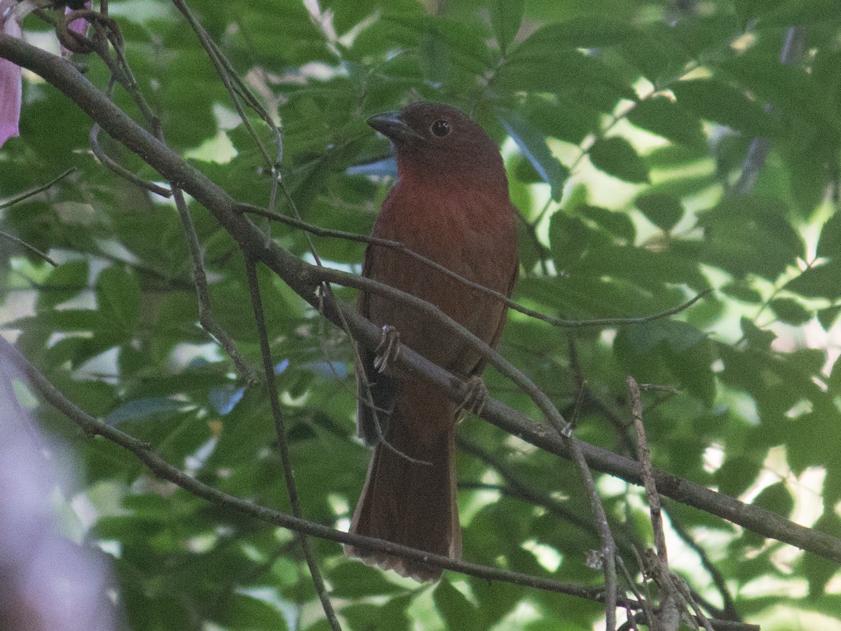 Red-crowned Ant-Tanager (Red) - ML569121481