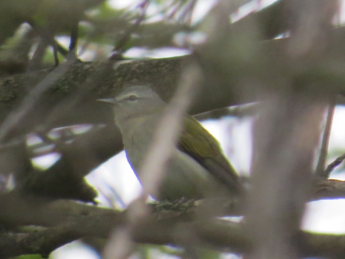 Tennessee Warbler - ML569122821