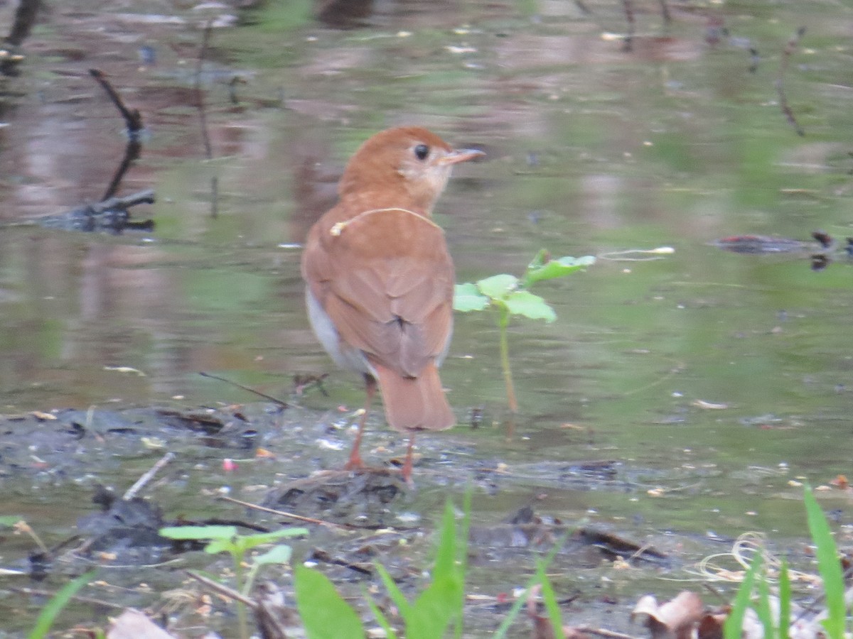 viriskogtrost - ML569123521