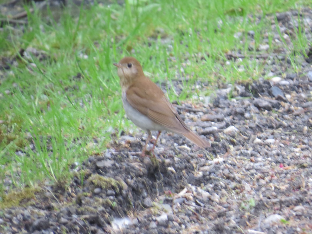 viriskogtrost - ML569123571