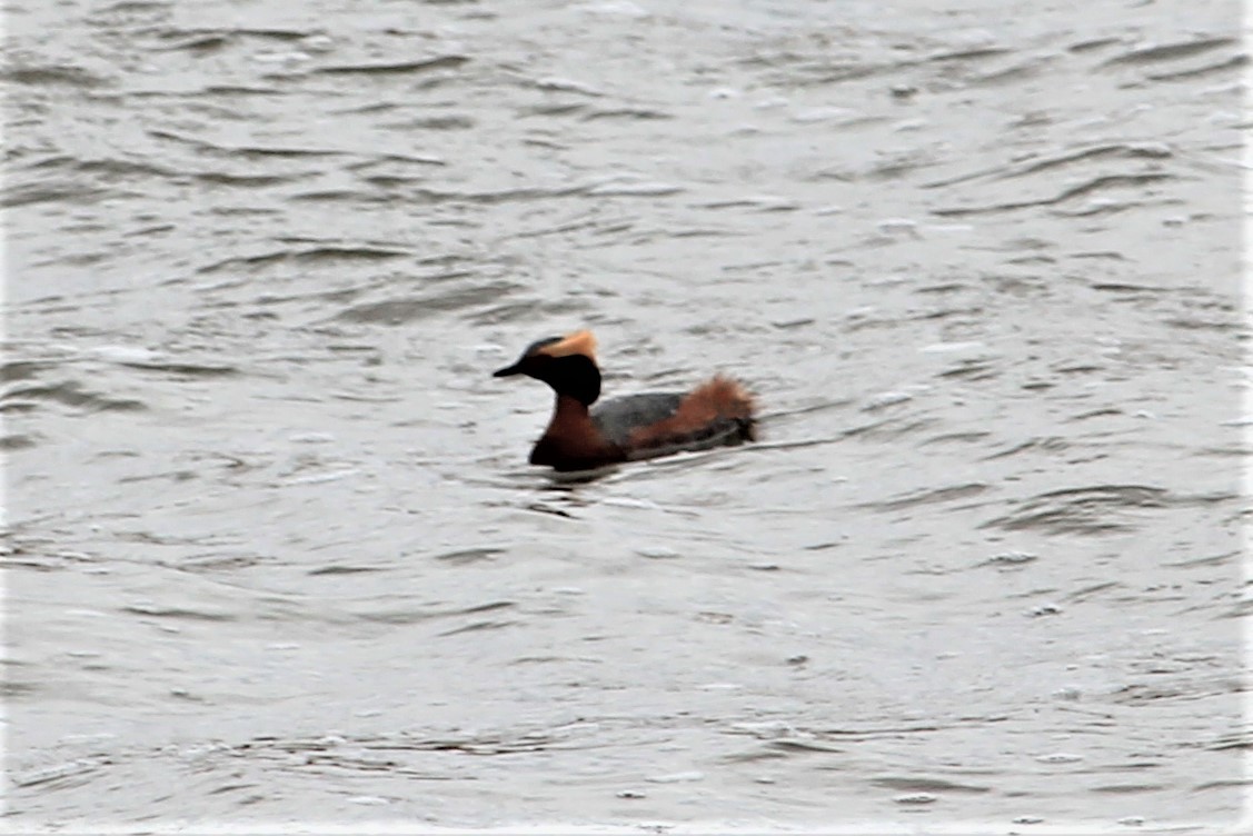 Horned Grebe - ML569124061