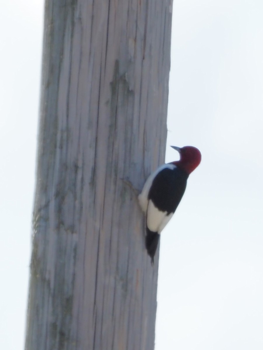 Red-headed Woodpecker - ML569124561