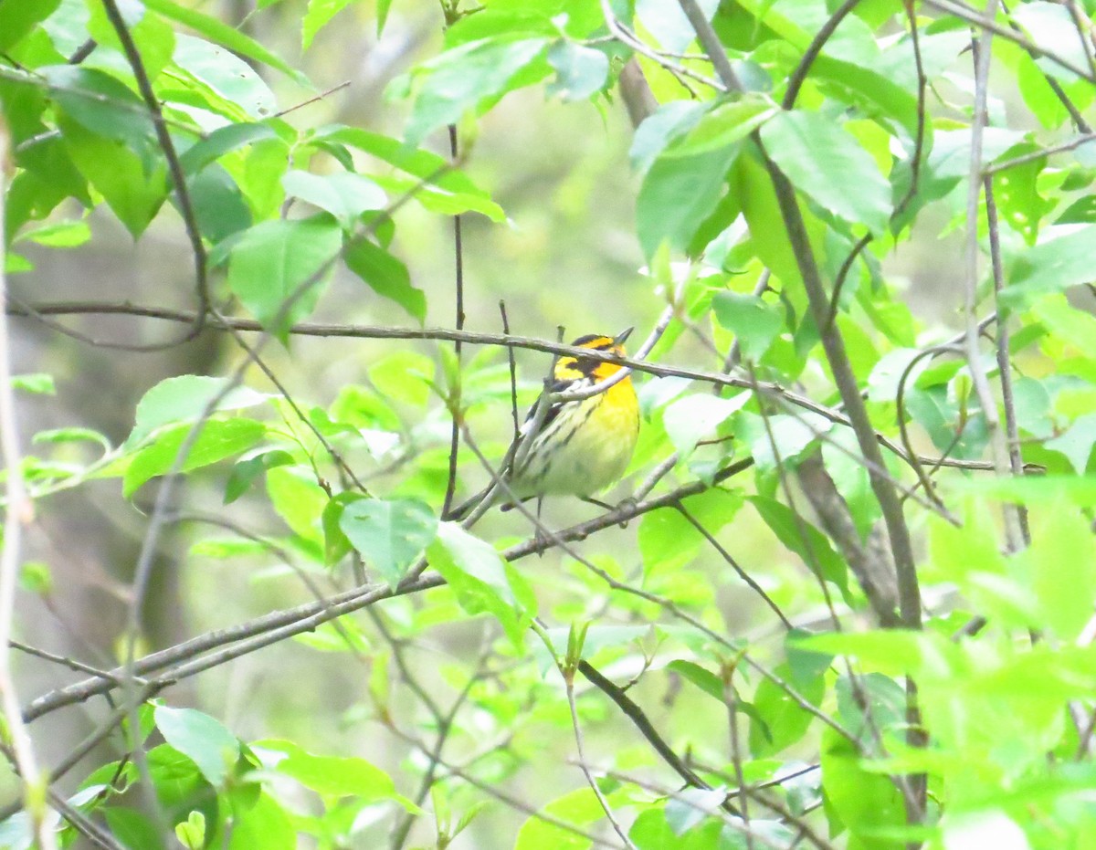 hemlokkparula - ML569124641