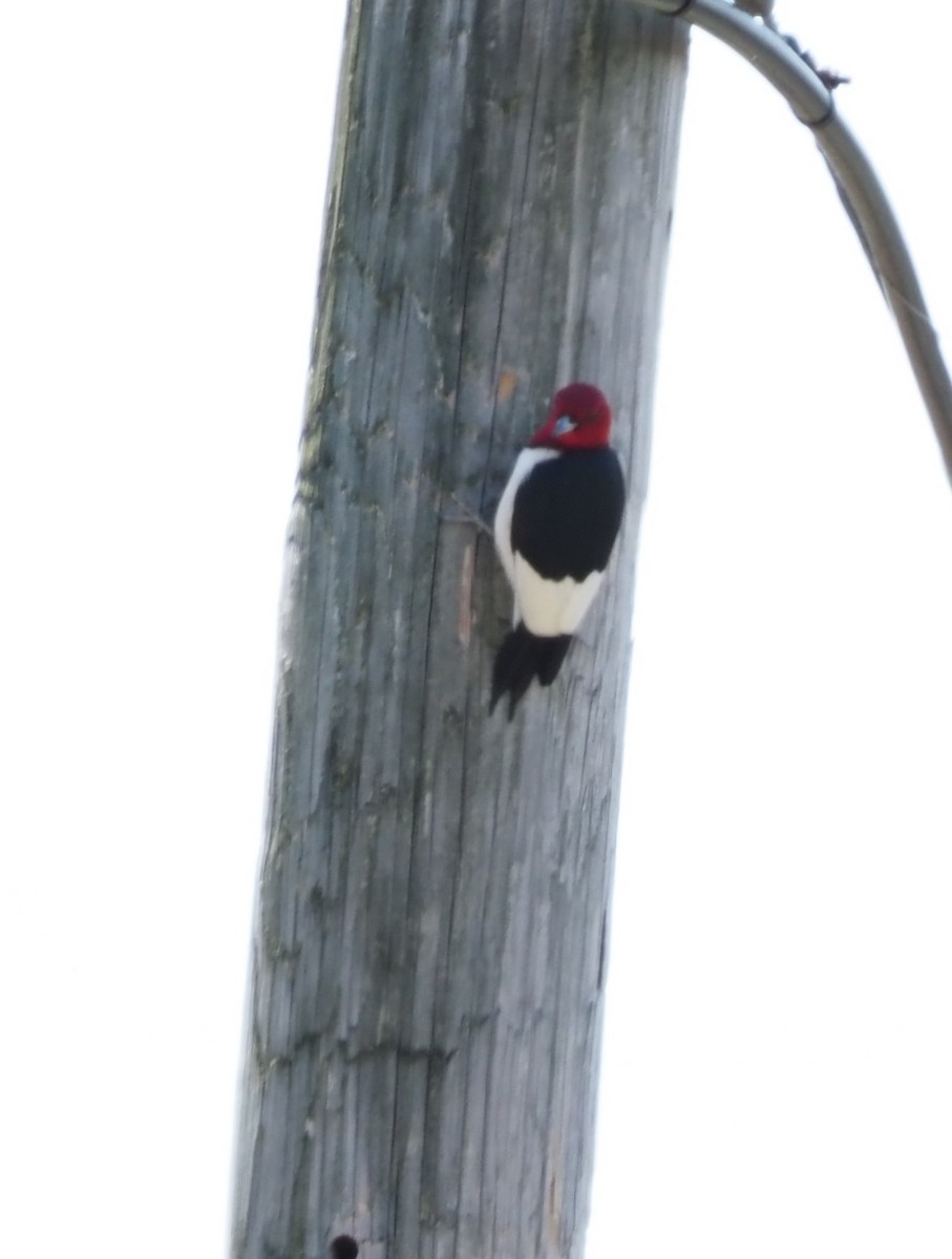 Red-headed Woodpecker - ML569124711