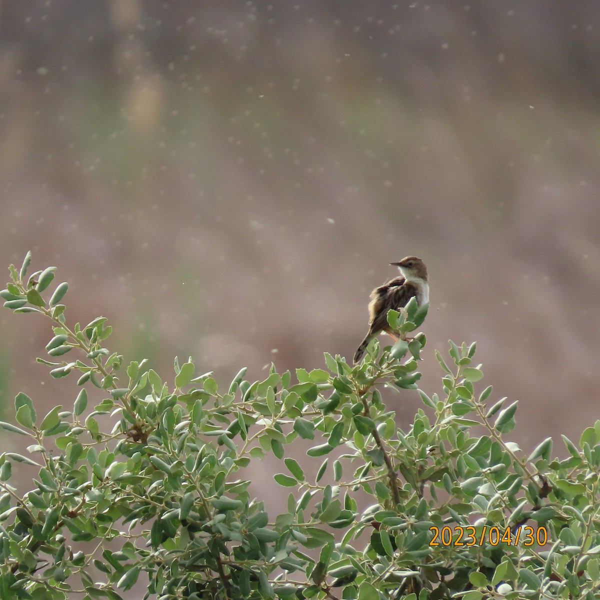 Zitting Cisticola - ML569125211