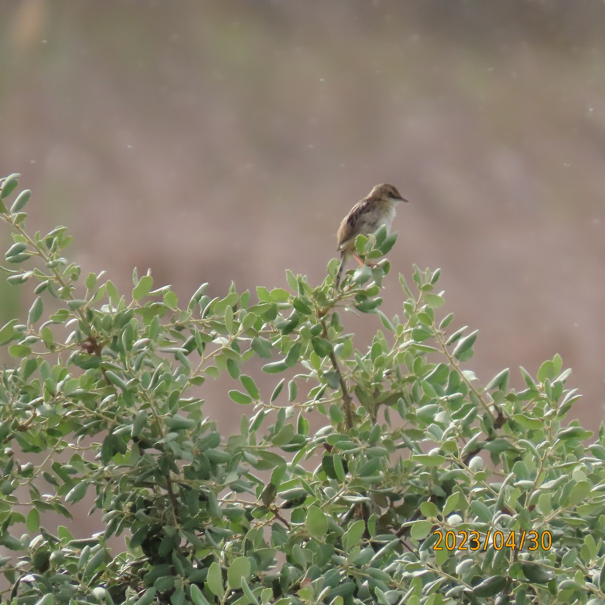 Zitting Cisticola - ML569125221