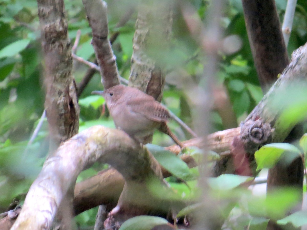 hussmett - ML569126311