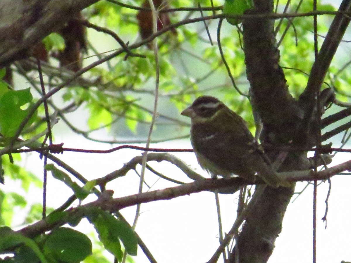 rosenbrysttykknebb - ML569126461