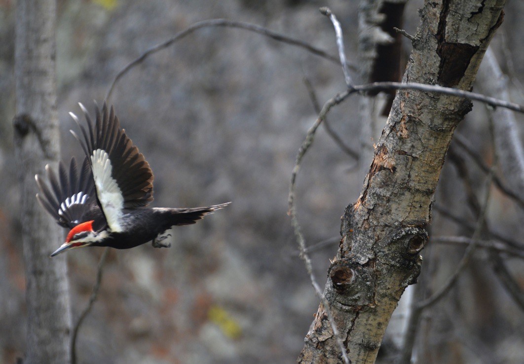 Pileated Woodpecker - ML569126991