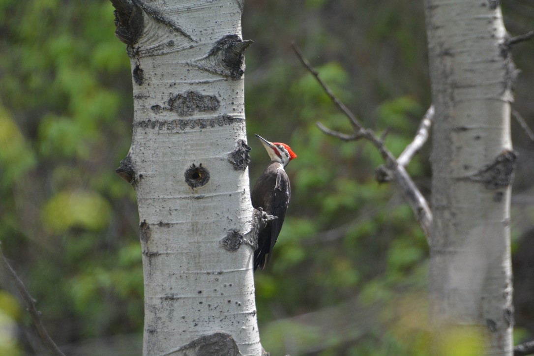 Pileated Woodpecker - ML569127071