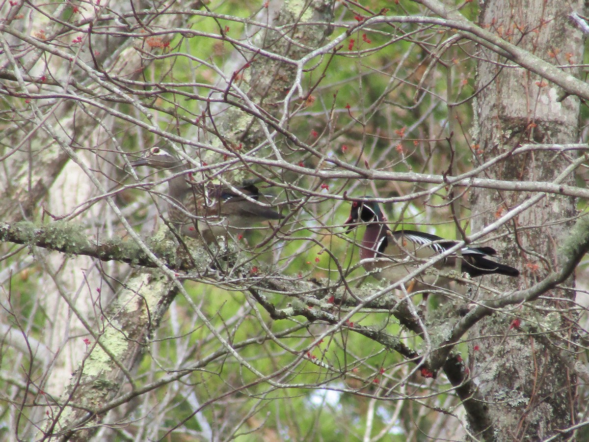 Wood Duck - ML569127361