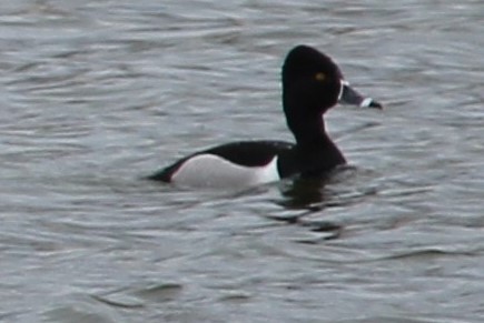 Ring-necked Duck - Rose Kuzina